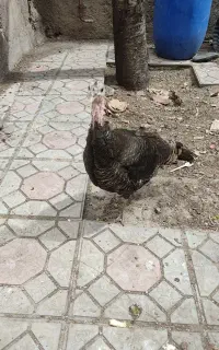 بوقلمون ماده