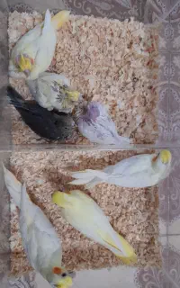 عروس هلندی سرلاکی