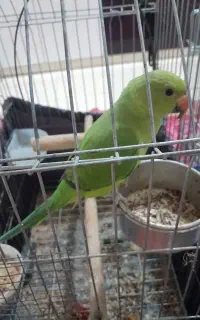 طوطی ملنگو دستی