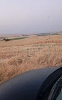 کلش گندم ابی