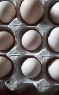 تخم نطفه دار