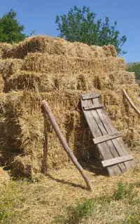 علف