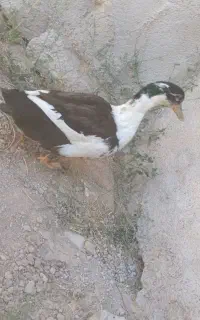اردک