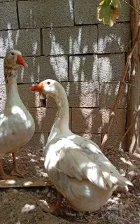 غاز