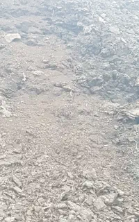 کود دامی گوسفندی