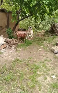 سگ ۷ماهه همه چی تموم فقط برای گله
