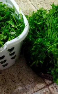 فروش  انواع  سبزی خانگی