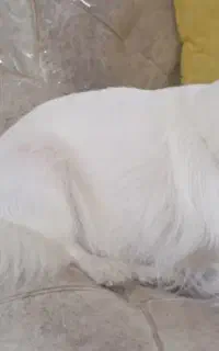 عروس هلندی و سگ پارمر