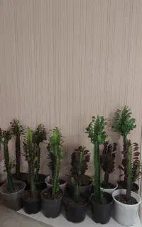 حراج کاکتوس افوربیا