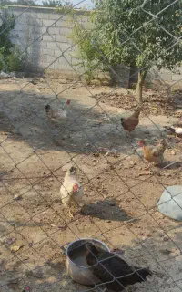 مرغ محلی تخمگذار