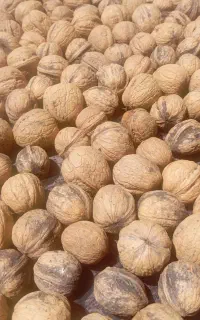 گردو