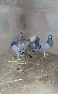 کبوتر