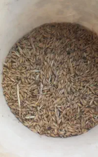 فروش جو محلی بخس گرمسیری شونه