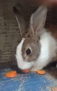 خرگوش ماده بالغ