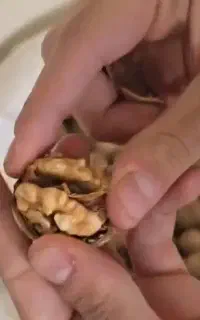 پخش عمده و تناژ گردو و مغز گردو به سراسر ایران