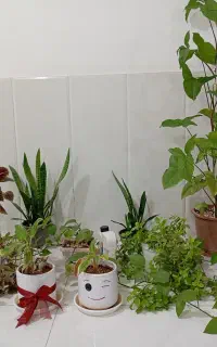 بخاری گاز یخچال دوچرخه تلویزیون میز ناهارخوری گل