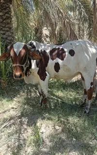 گاو نر