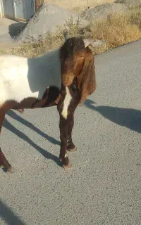 کهره نر پاکستانی