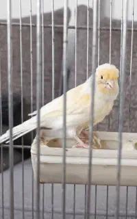 قناری موزاییکی نر