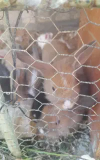 بچه خرگوش لوپ