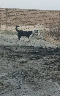 سگ گمشده