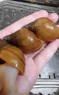 فروش فوری۴۲ تا حلزون