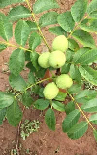 نهال انارگردوبادام گیلاس گلابی پسته آ رش