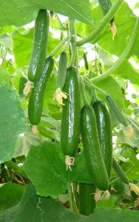 افزایش تناژ و سبزینگی تضمینی