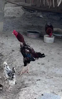 خروس چابهاری اصیل
