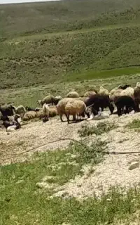 گوسفند و بره یا بره برای چروندن با مرتع خیلی خوب