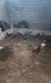 جوجه 5ماهه