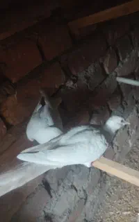 کفتر خانگی