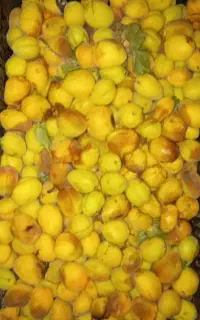 زرد الو درجه دو