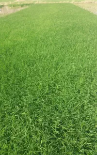 فروش نشا برنج (روستای مشمپا)