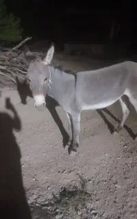 الاغ ماده گله آی ارام