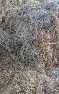 علف و یونجه