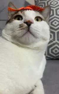 واگذاری گربه DSH نر