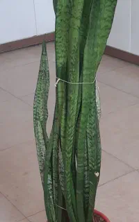 گل سانسوریا