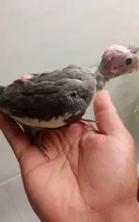 پرنده عروس
