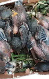 جوجه مینا