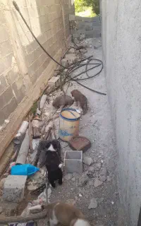 دوعد توله سرابی نرماده