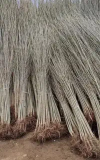 نهال صنوبر قلمه سفید