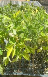 نشاگوجه فروشی