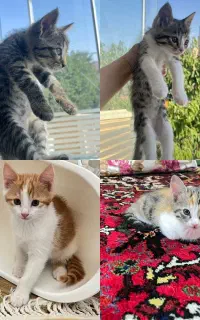واگذاری بچه گربه