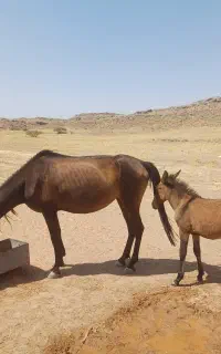 مادیون ۷سال کره قاطر نر