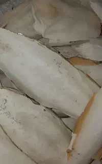 کف دریا