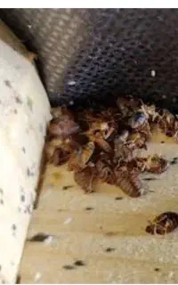 سمپاشی باضمانت کتبی سم پاشی حشرات موذی ساس سوسک