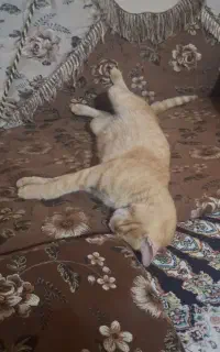 واگذاری گربه