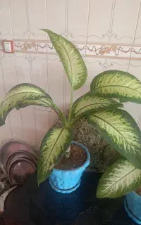 گل دیفن باخیا