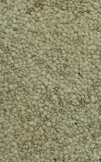 عدس درجه یک ۱و تمیز و بوجاری شده